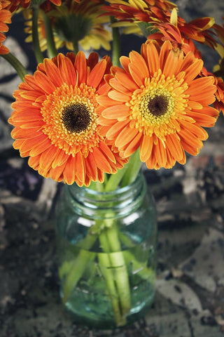 two orange gerbera daisies in a vase