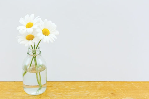 three white marguerite daisies in a vase