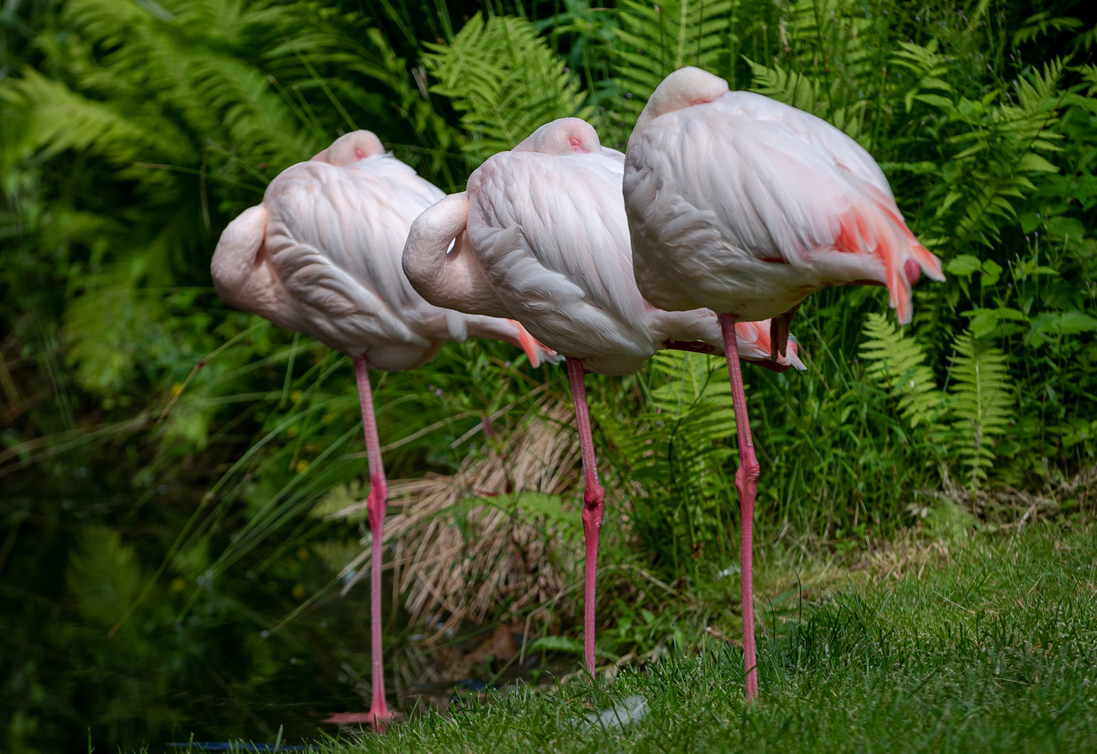 Pourquoi Le Flamant Rose Dort Sur Une Patte Roseus