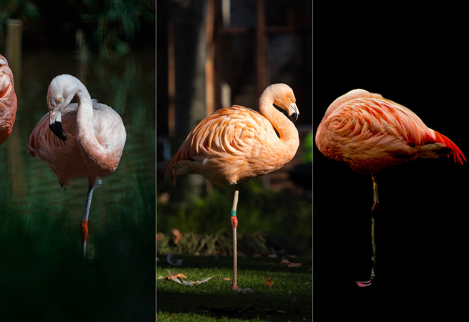 Pourquoi Le Flamant Rose Dort Sur Une Patte Roseus