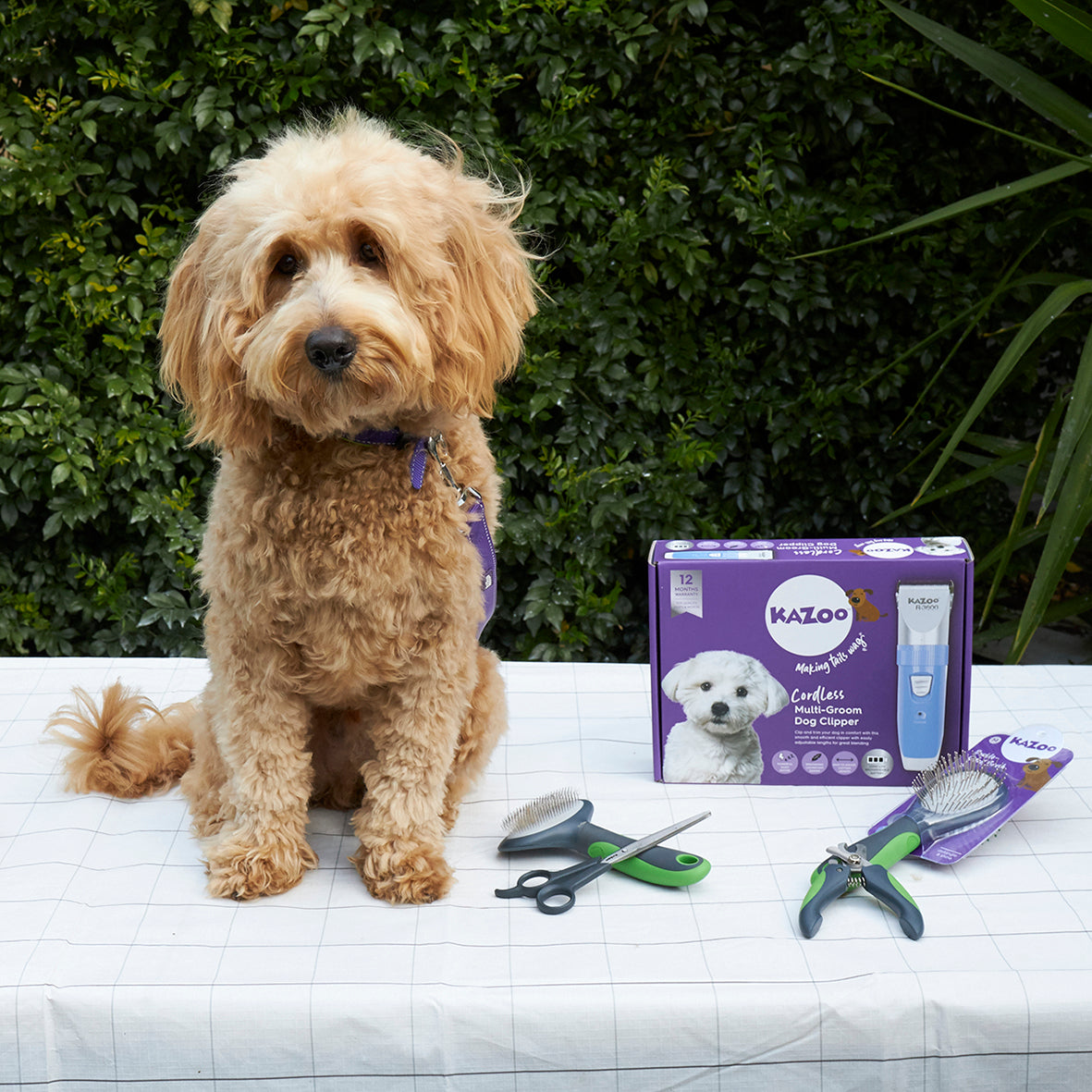 Dog Grooming | Grooming Products 