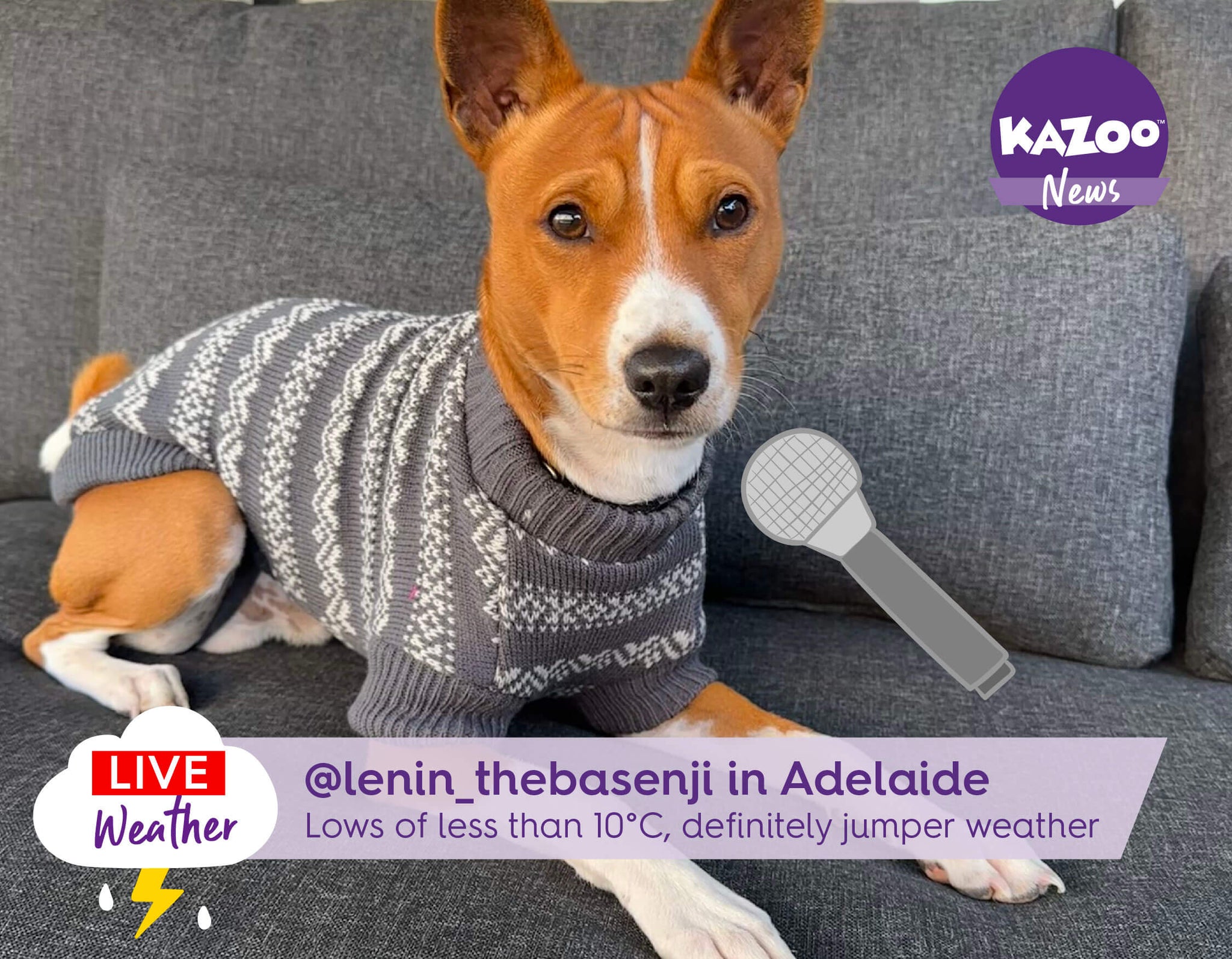 Dog wearing winter pattern jumper on tv news style interview