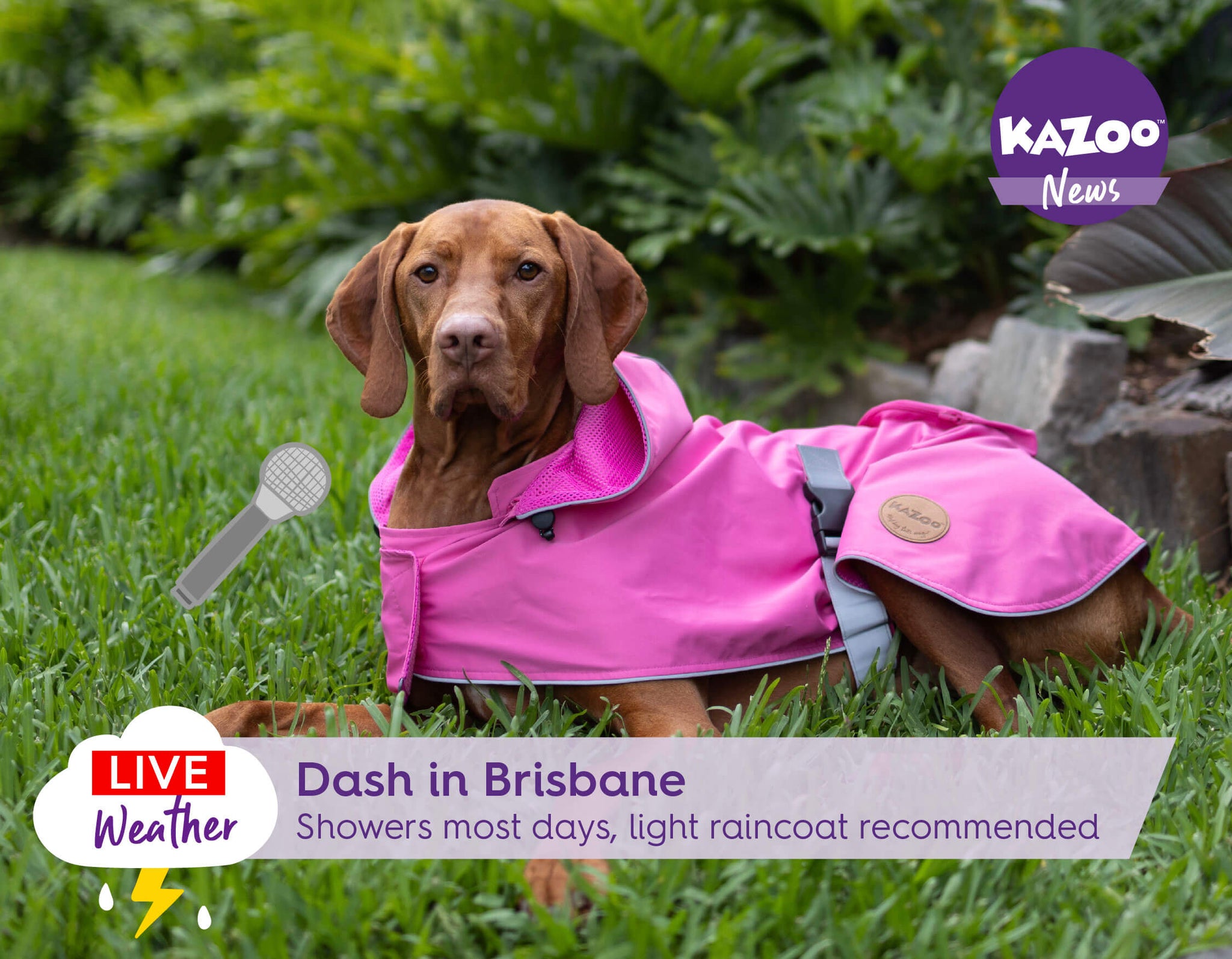 Dog wearing pink dog raincoat on tv news style interview