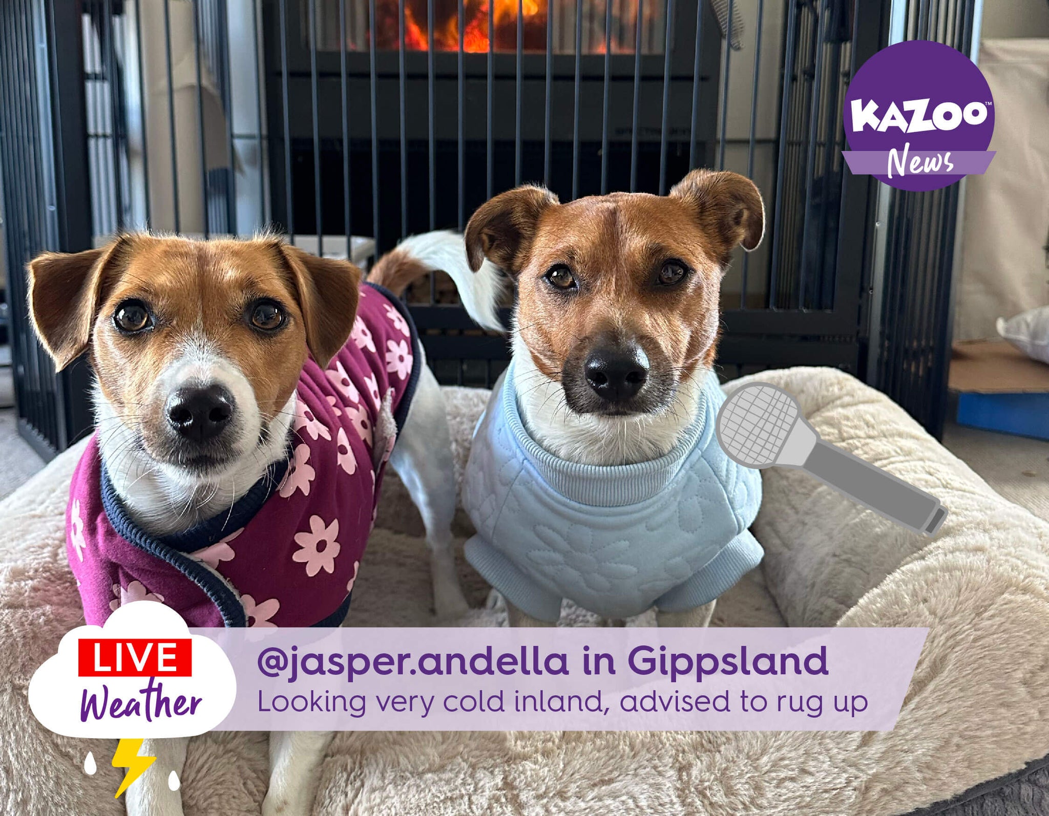Jack Russells wearing coats on tv news style interview