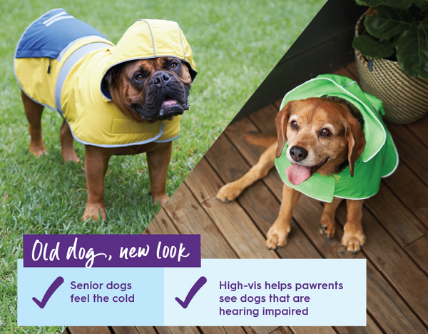 Dogs wearing rain coats