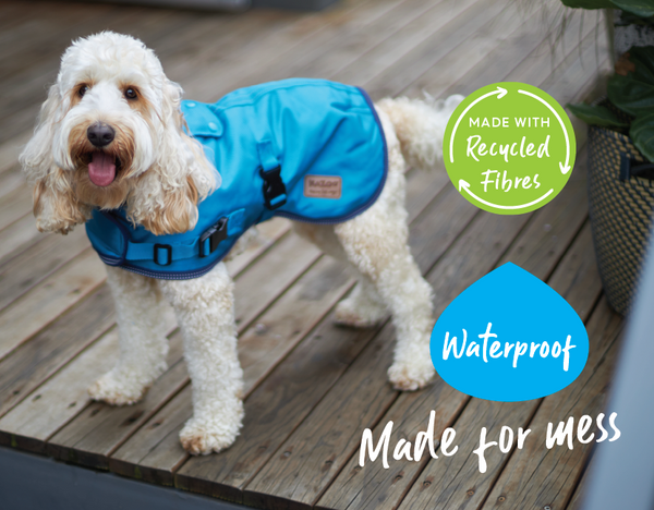 Dog wearing bright blue waterproof rain coat