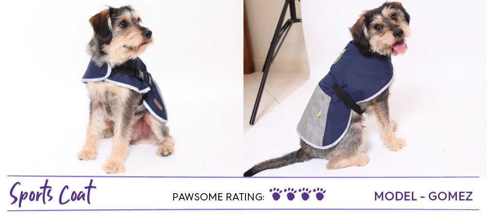 King schnauzer scruffy dog wearing sports inspired dog coat in navy and grey