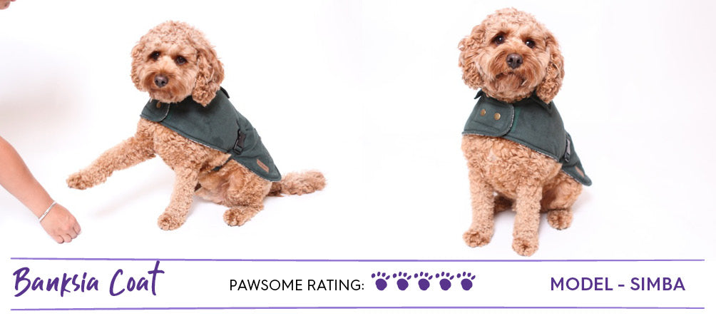 Golden Cavoodle dog in green dog coat