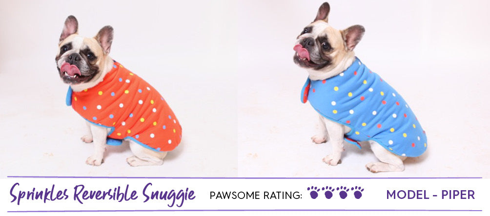 French Bulldog in red and blue spotty dog coat