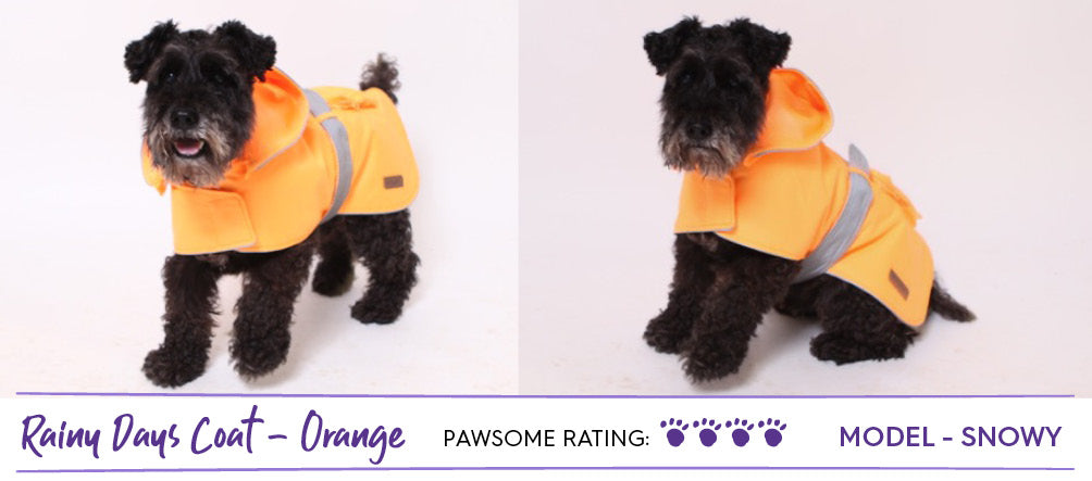 Black schnauzer dog wearing bright neon orange dog raincoat