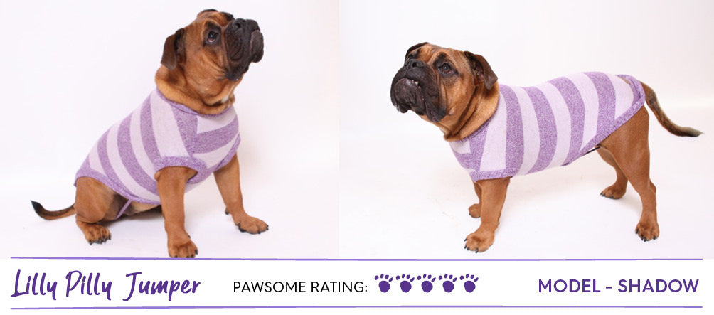 Brown Aussie bulldog wearing purple striped dog jumper