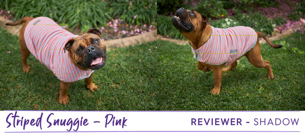 Aussie bulldog wearing striped pink and grey Kazoo dog coat