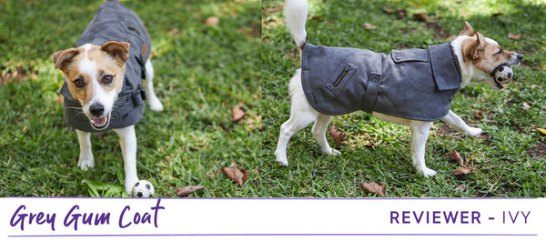 Jack russel dog in grey Kazoo dog coat