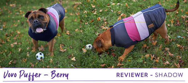 Aussie bulldog wearing zip up pink and navy Kazoo dog jacket