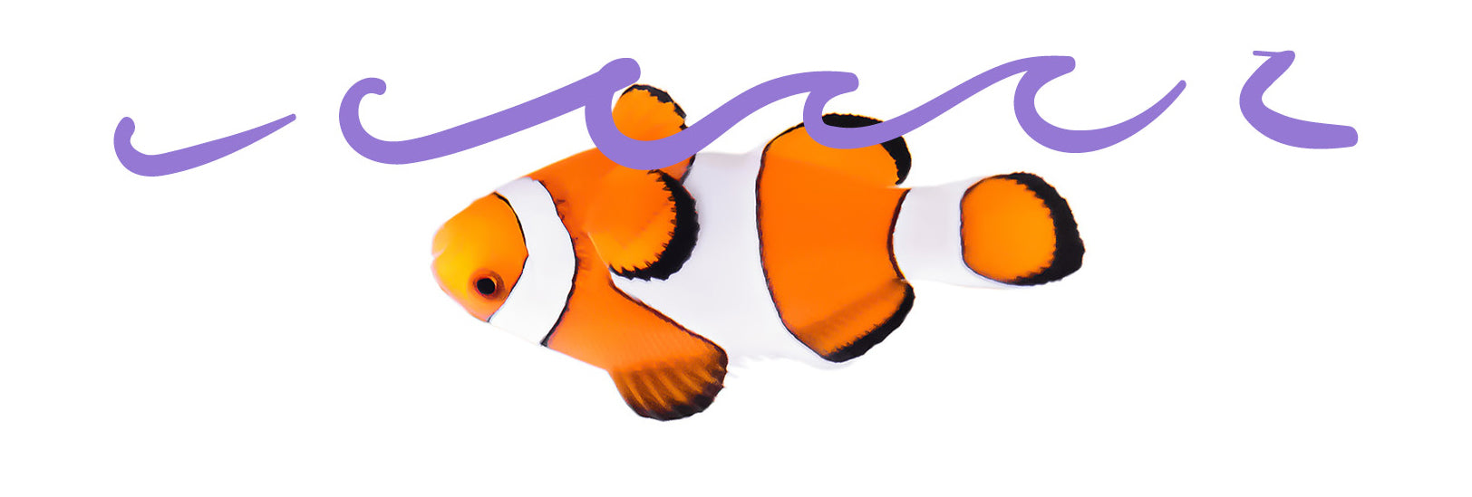 clown fish floating upside down