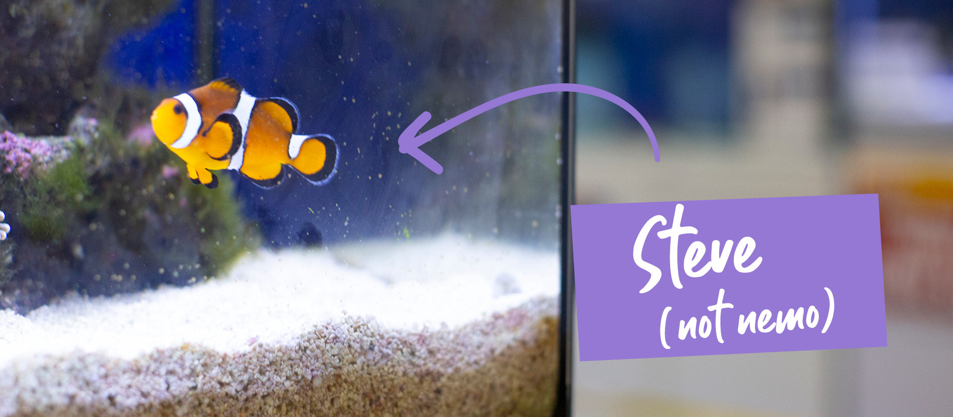 single Clown fish in tank with text saying his name is Steve