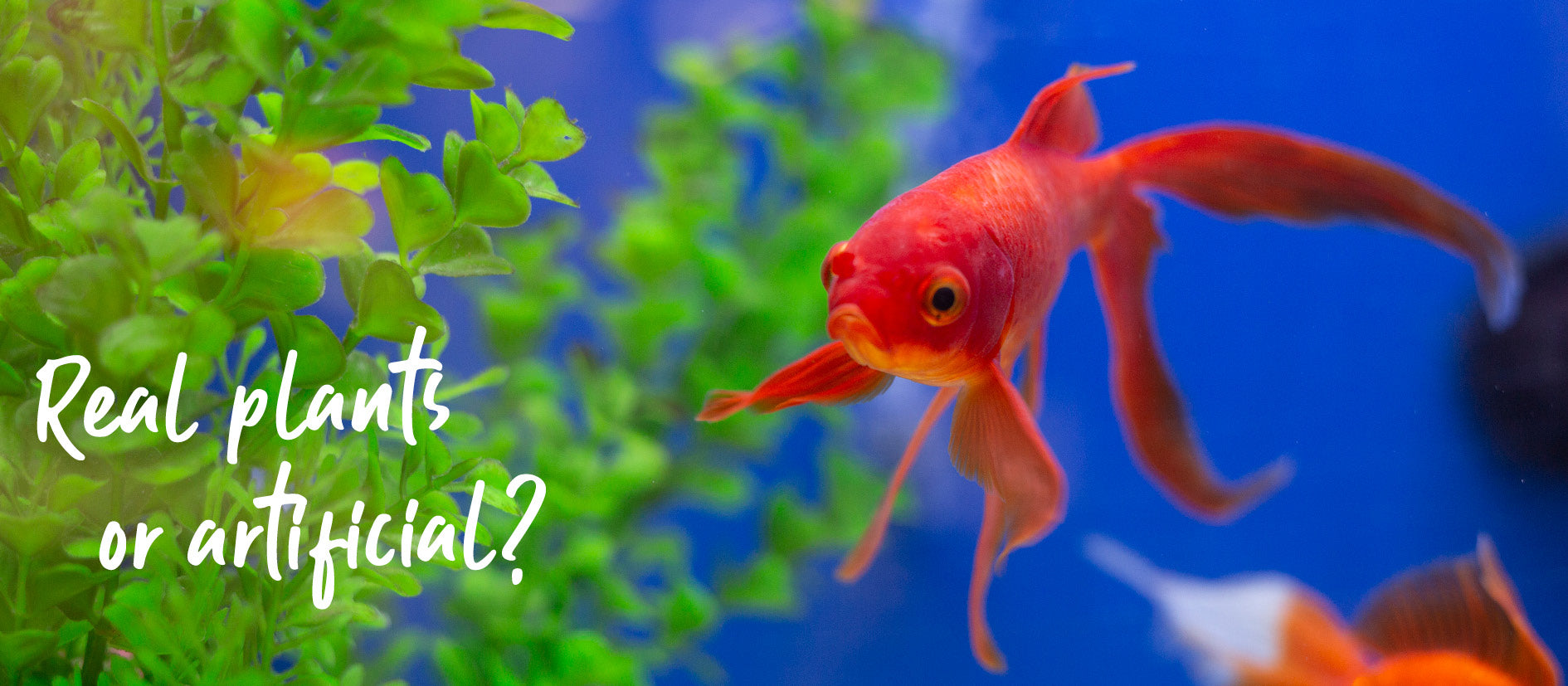 orange gold fish swimming in fish tank with green plastic plants
