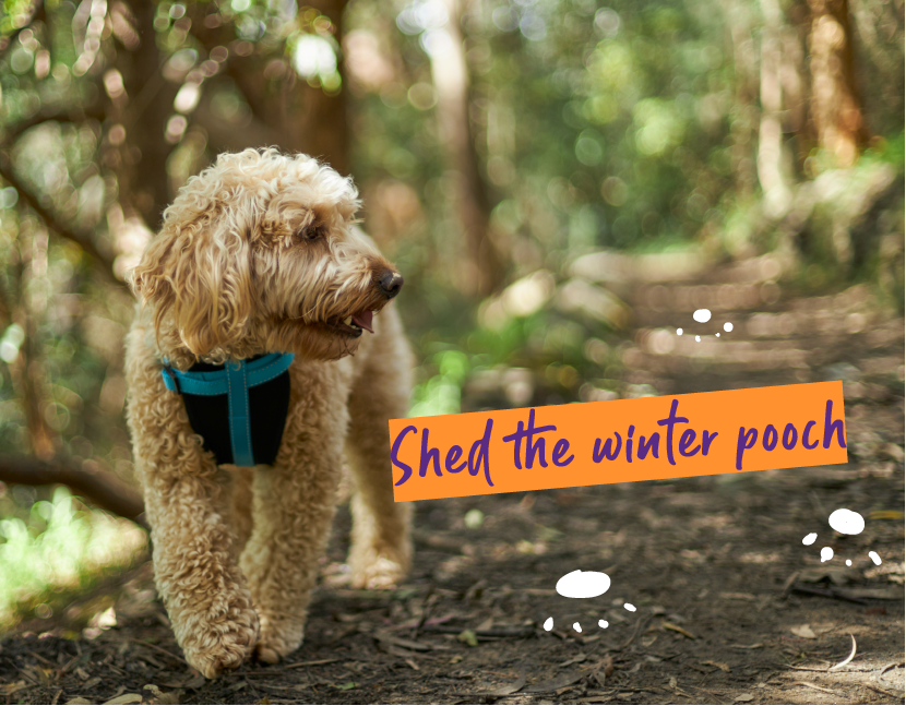 dog walking in dog harness on bush track