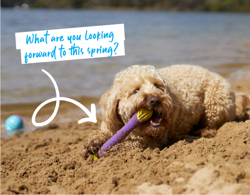 dog laying on beach playing with Extreme Play chew stick rubber dog toy