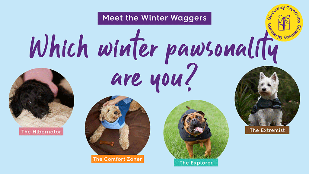 Which winter pawsonality are you? Hibernator, comfort zoner, adventurer or extremist?