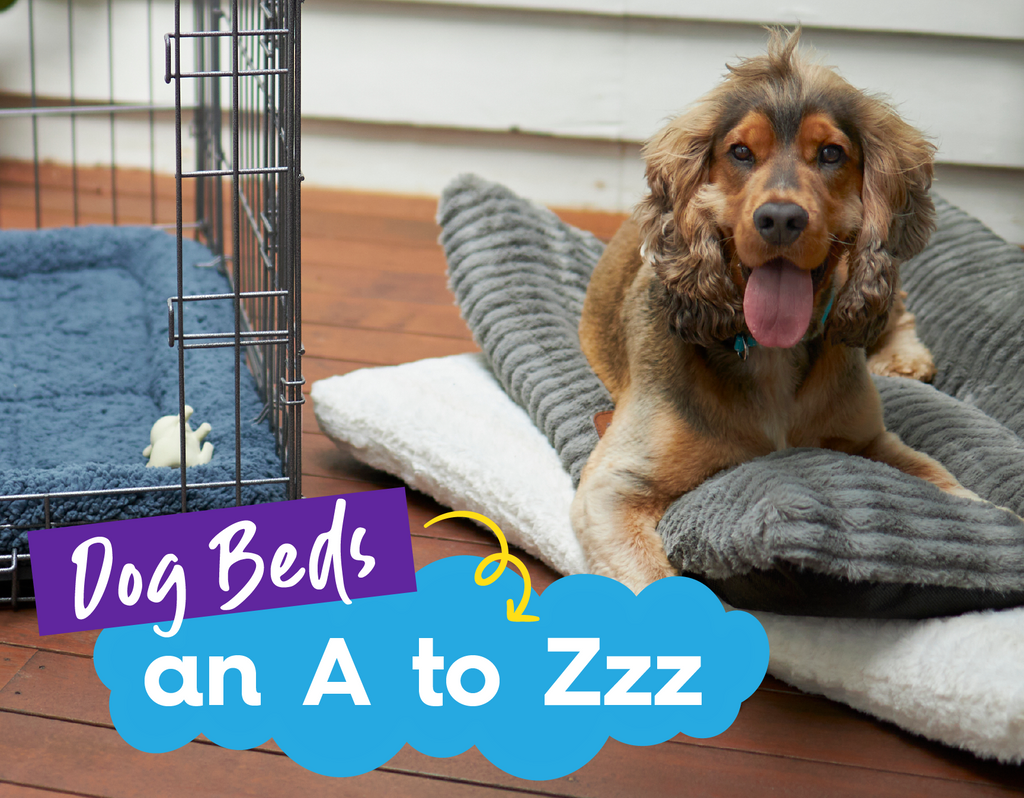 Happy dog laying on two beds, next to a crate