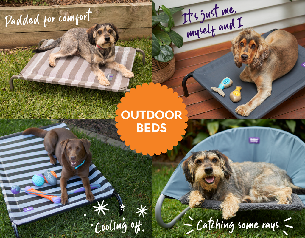Collage of dogs in outdoor beds