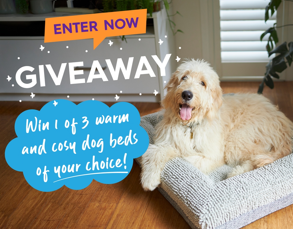 Giveaway announcement Dog on a bed