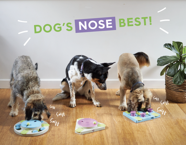 3 dogs sniffing treats on a puzzle feeder