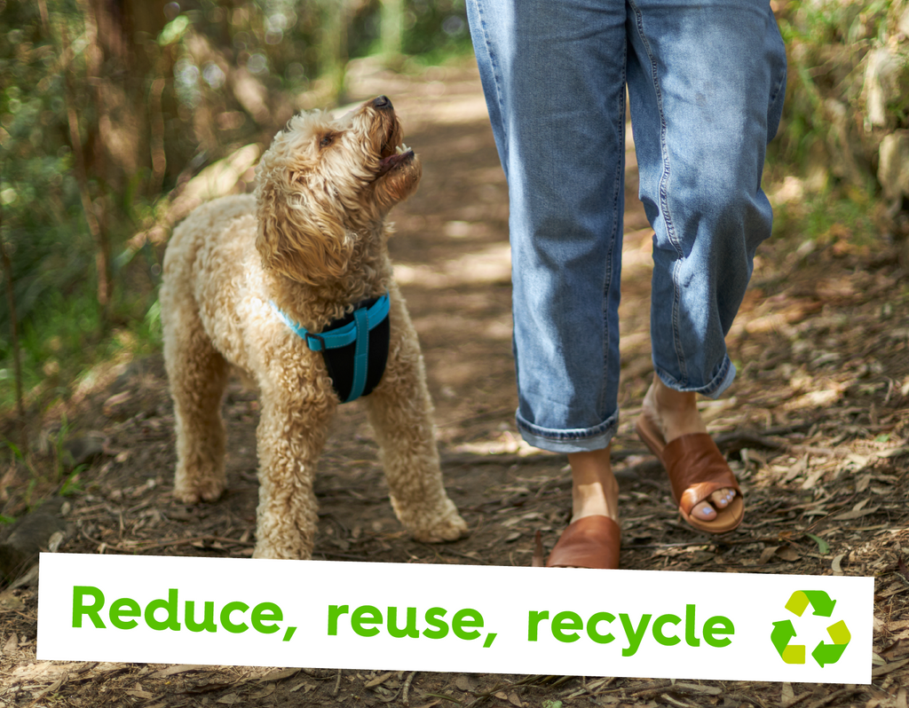 Dog going for a walk in nature with their human