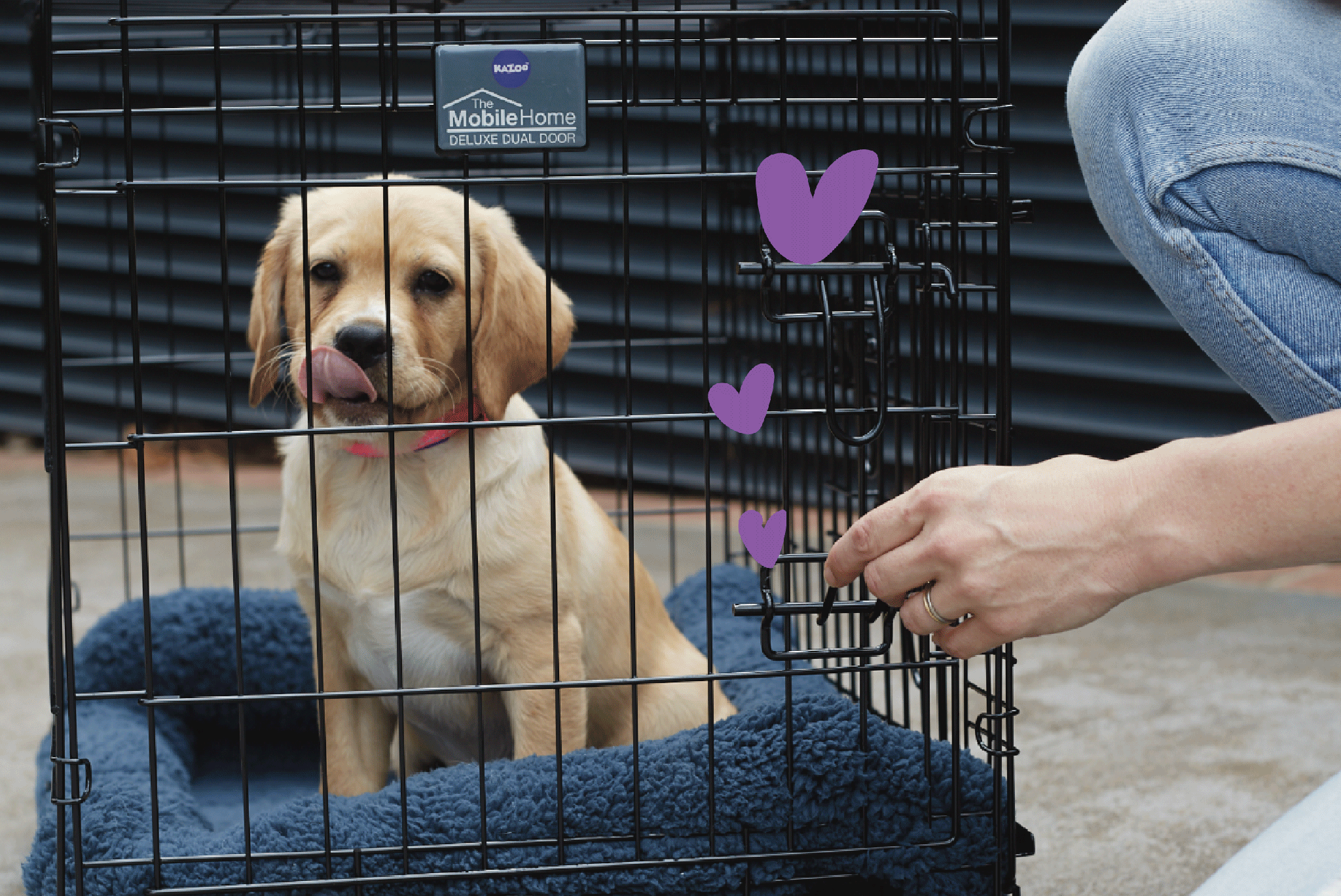 Crate training tips