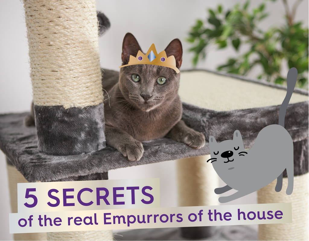 Cat wearing a crown telling secrets