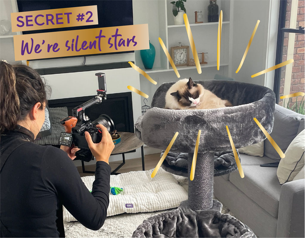 Cat being filmed as a movie star