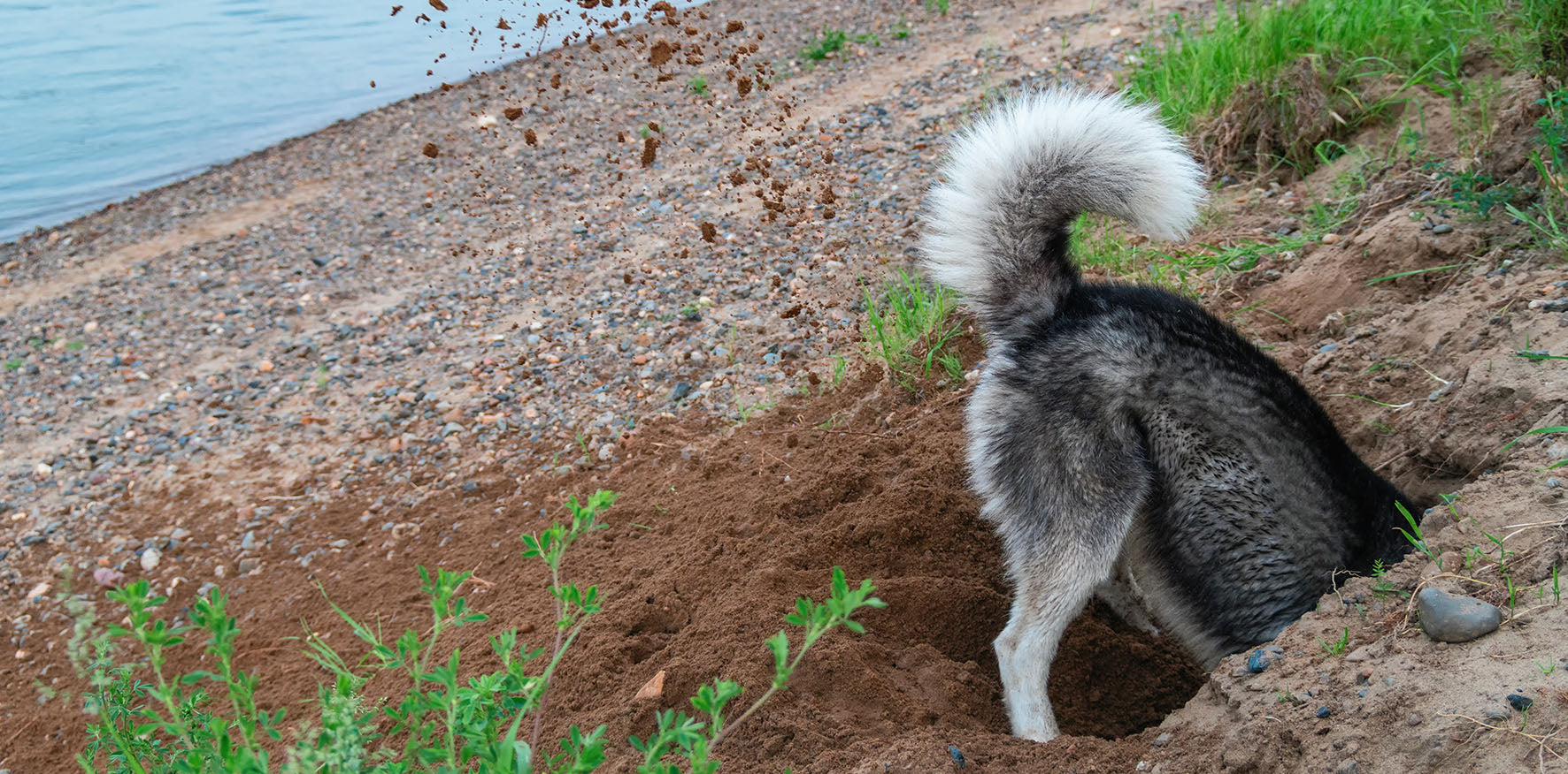 Dog tail sticking up in the air whilst it digs dirt