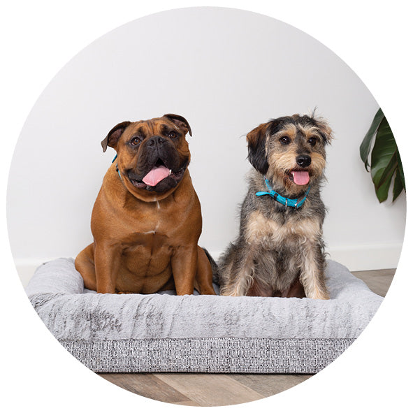 Two dogs sitting up in grey mattress style dog bed