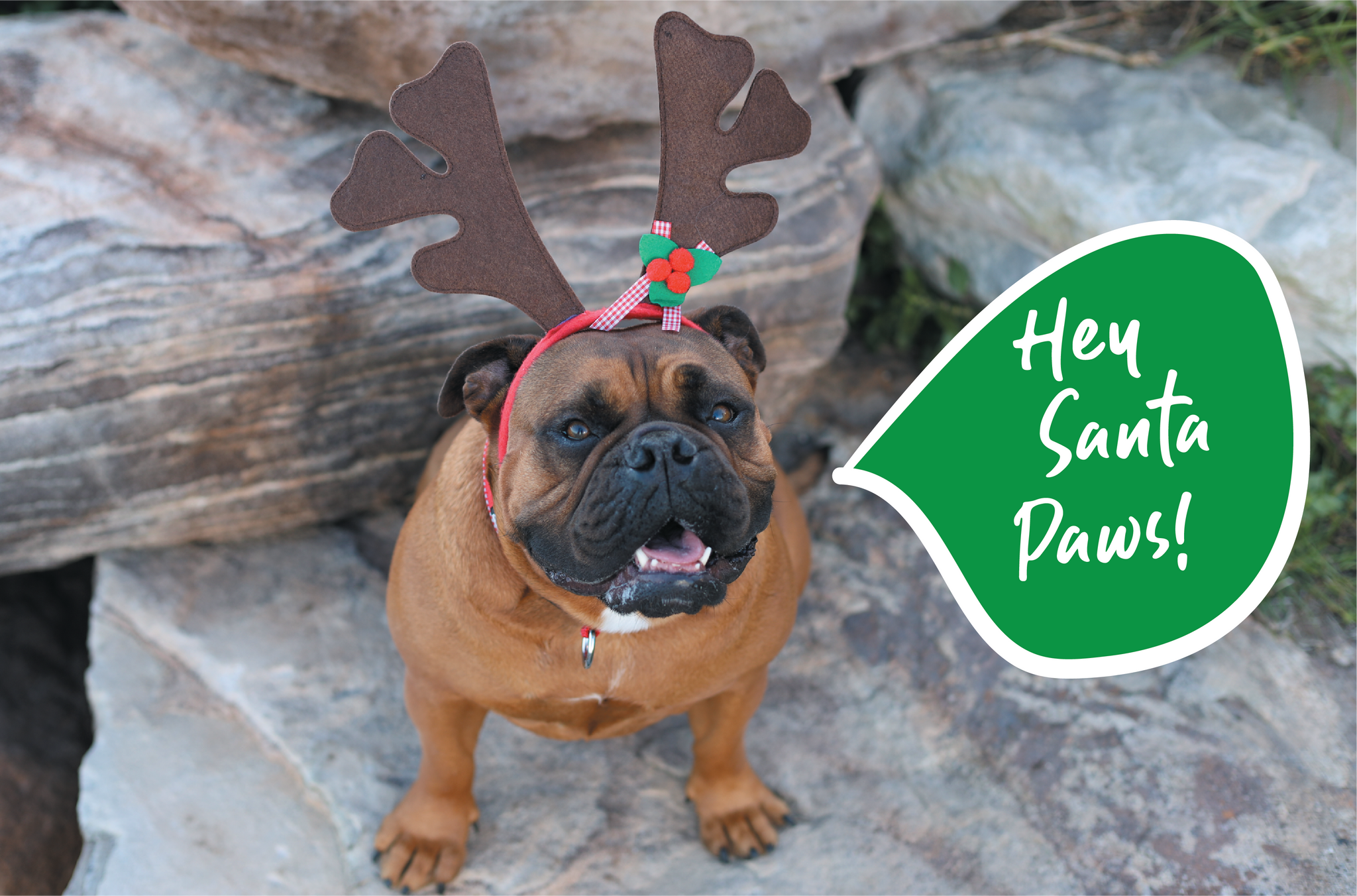 christmas dog wearing reindeer ears saying hello to santa