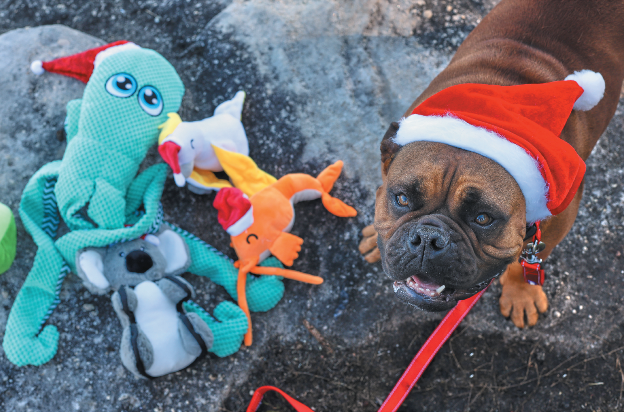 dog in christmas santa hat with soft christmas themed toys