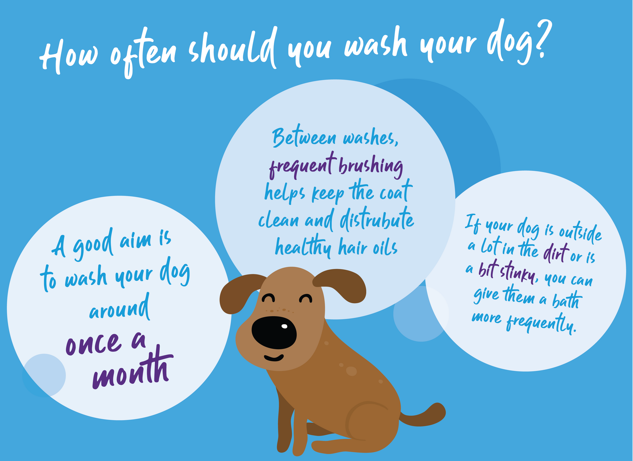 How often should you wash your dog illustration