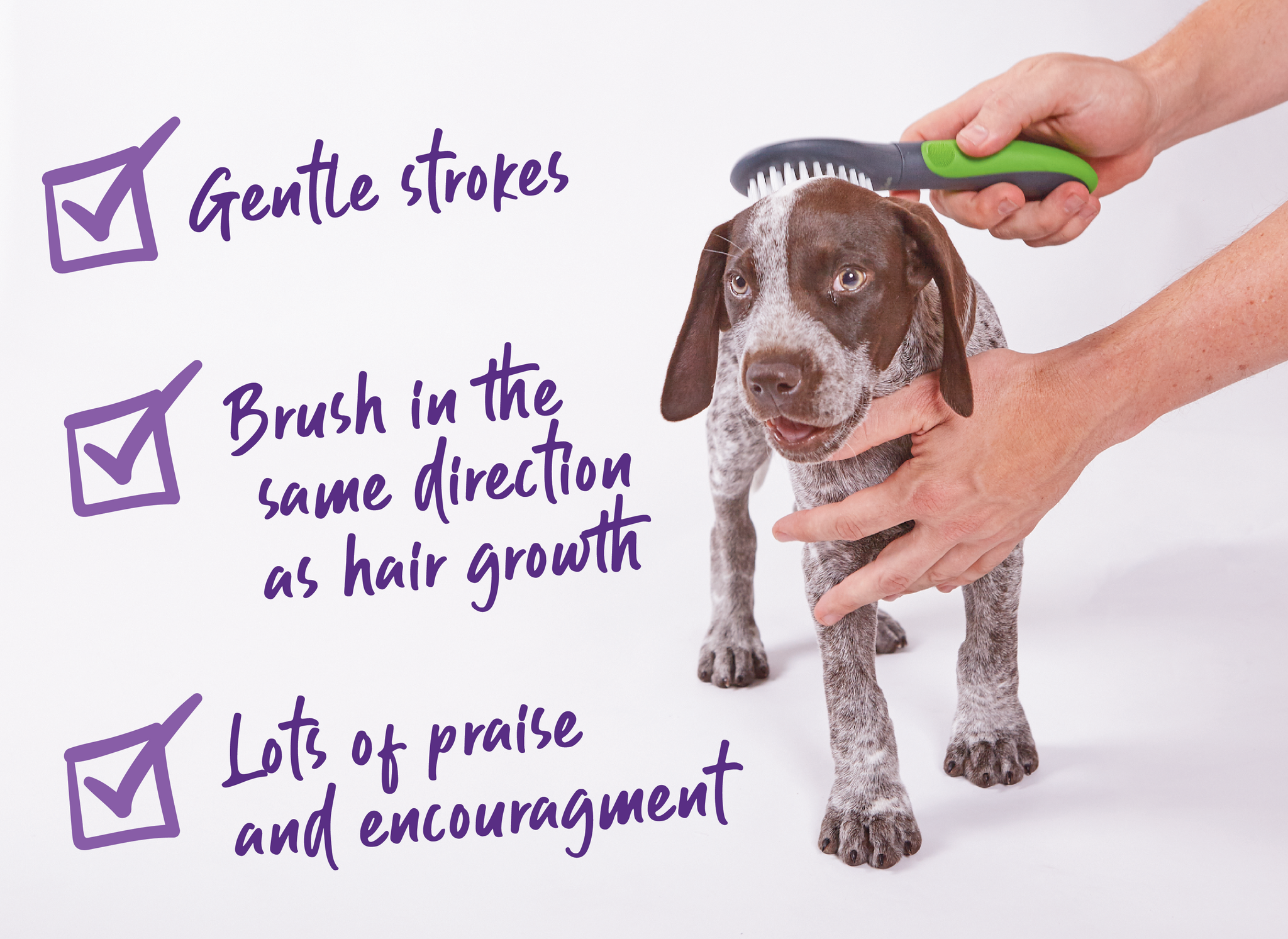 dog grooming tips dog brushes kazoo