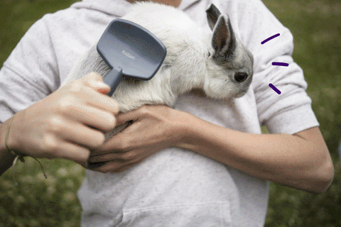 Kazoo rabbit grooming brush