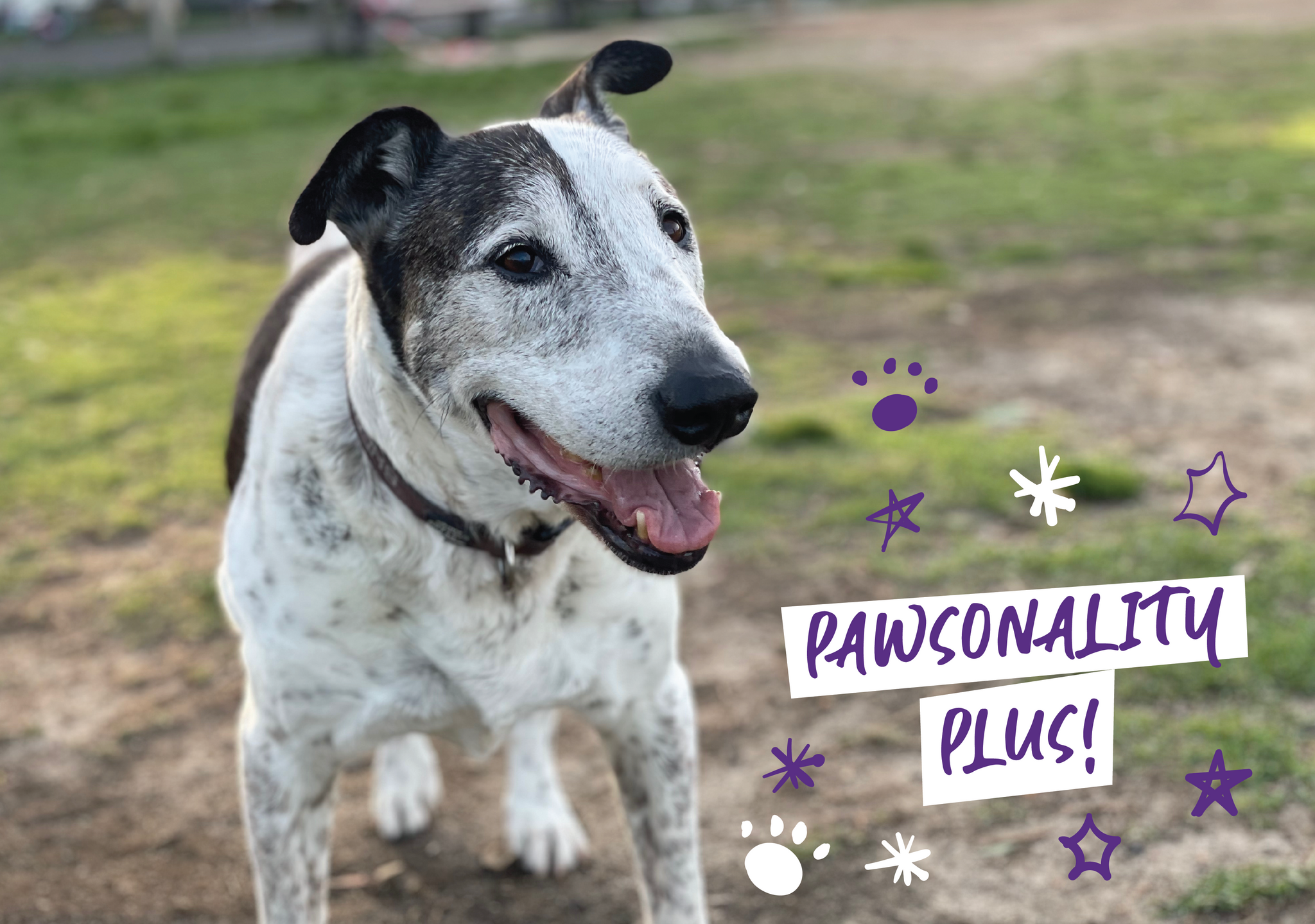 old rescue mixed breed dog smiling at camera