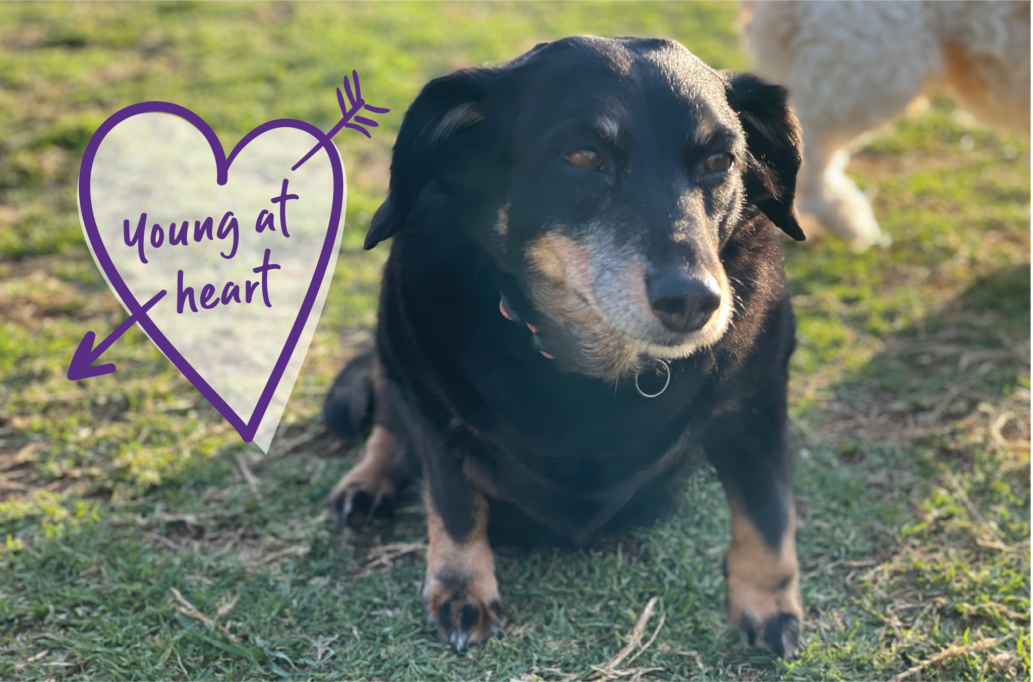 old black rescue dog at dog park