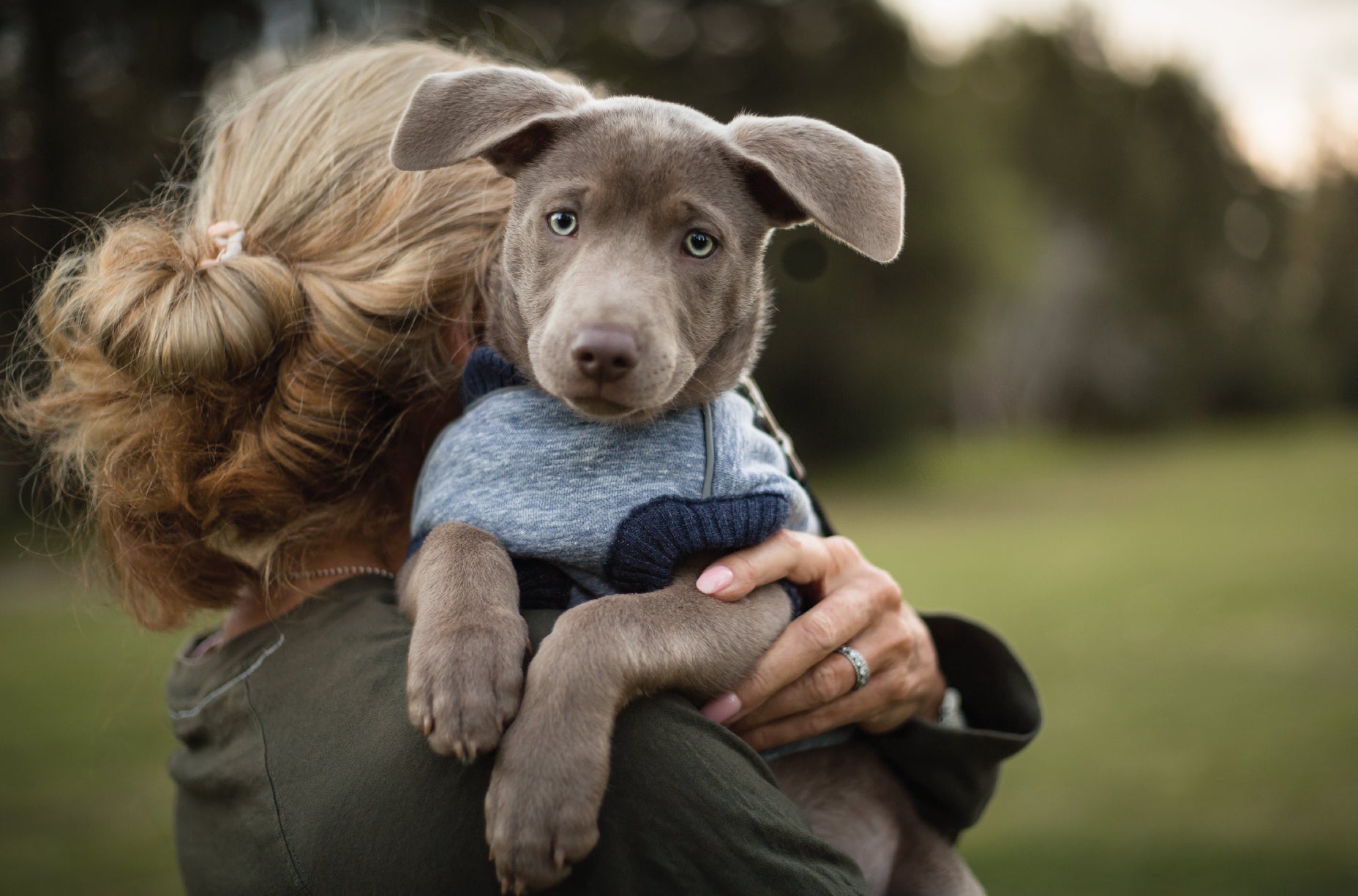 Cute puppy looking into camera whilst being cuddled by owner