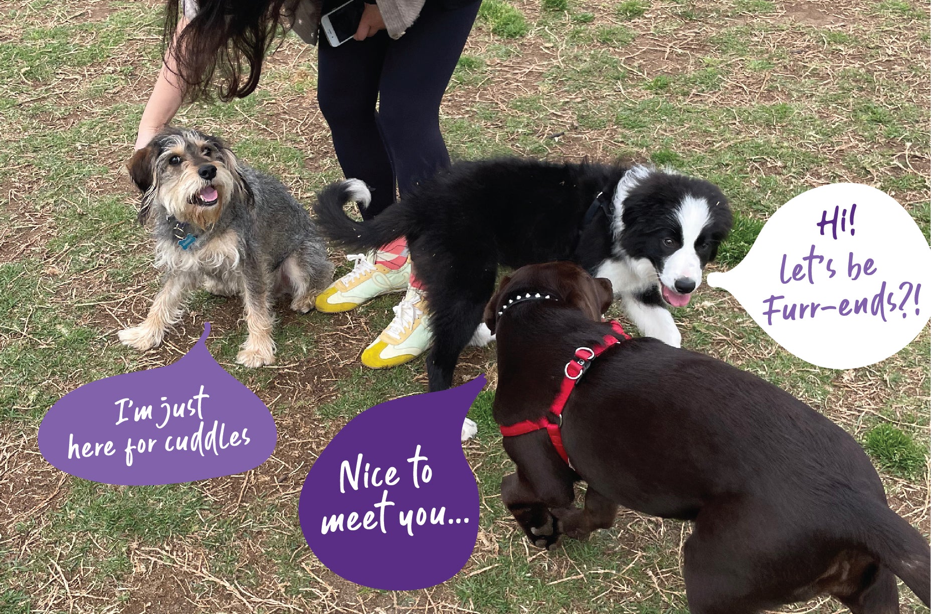 puppy at dog park meeting other dogs