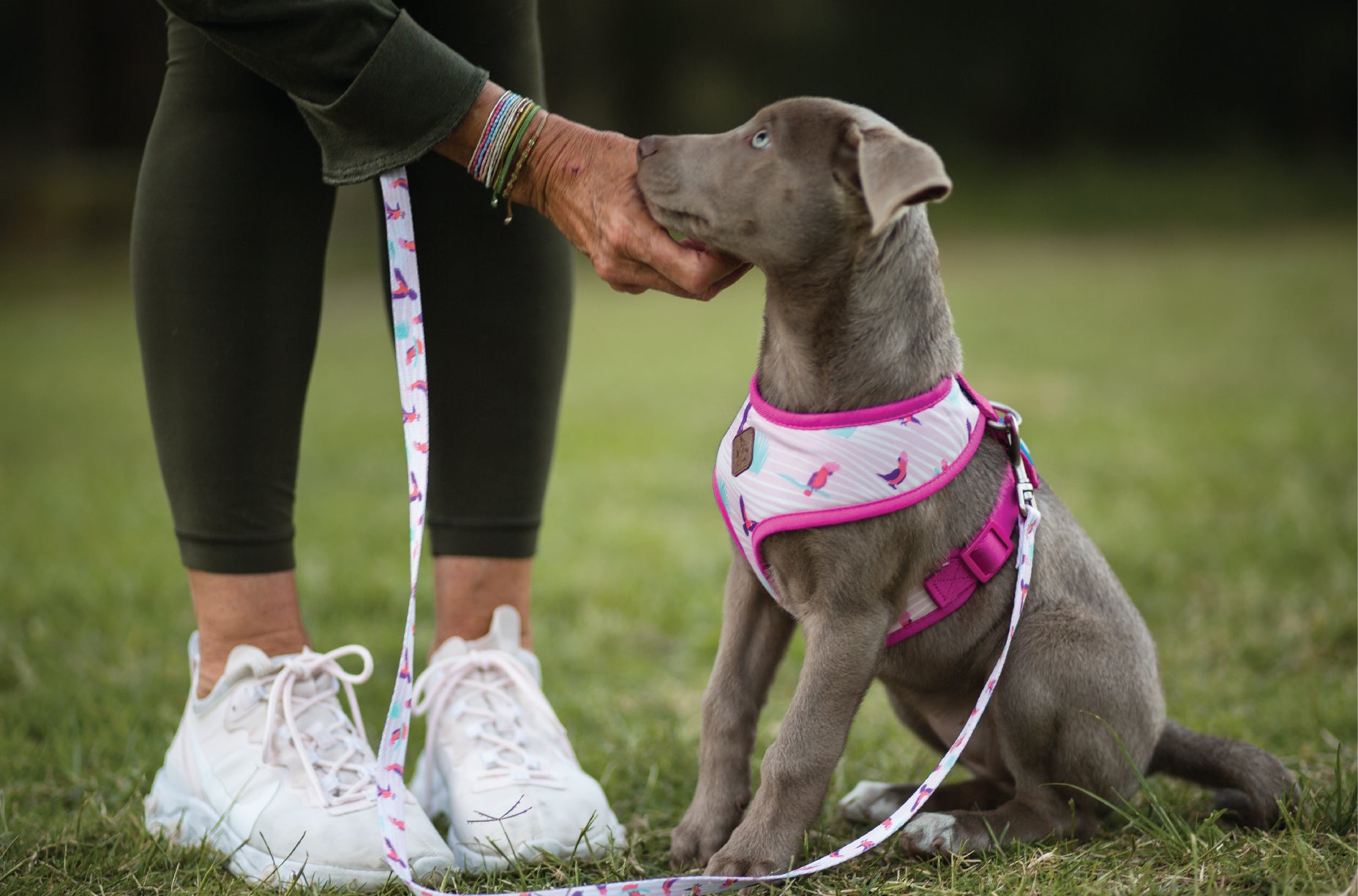 Cute puppy in dog harness sitting by owner holding lead