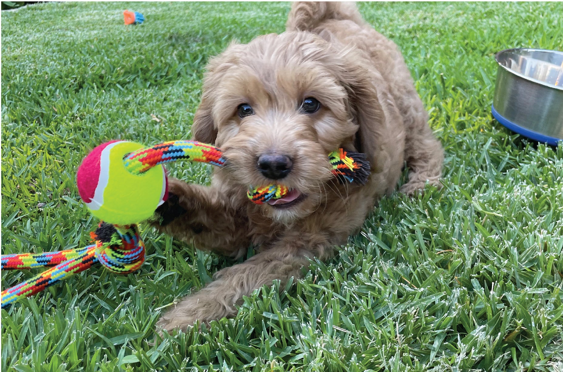 Cute puppy chewing Kazoo rope toy whilst laying on grass