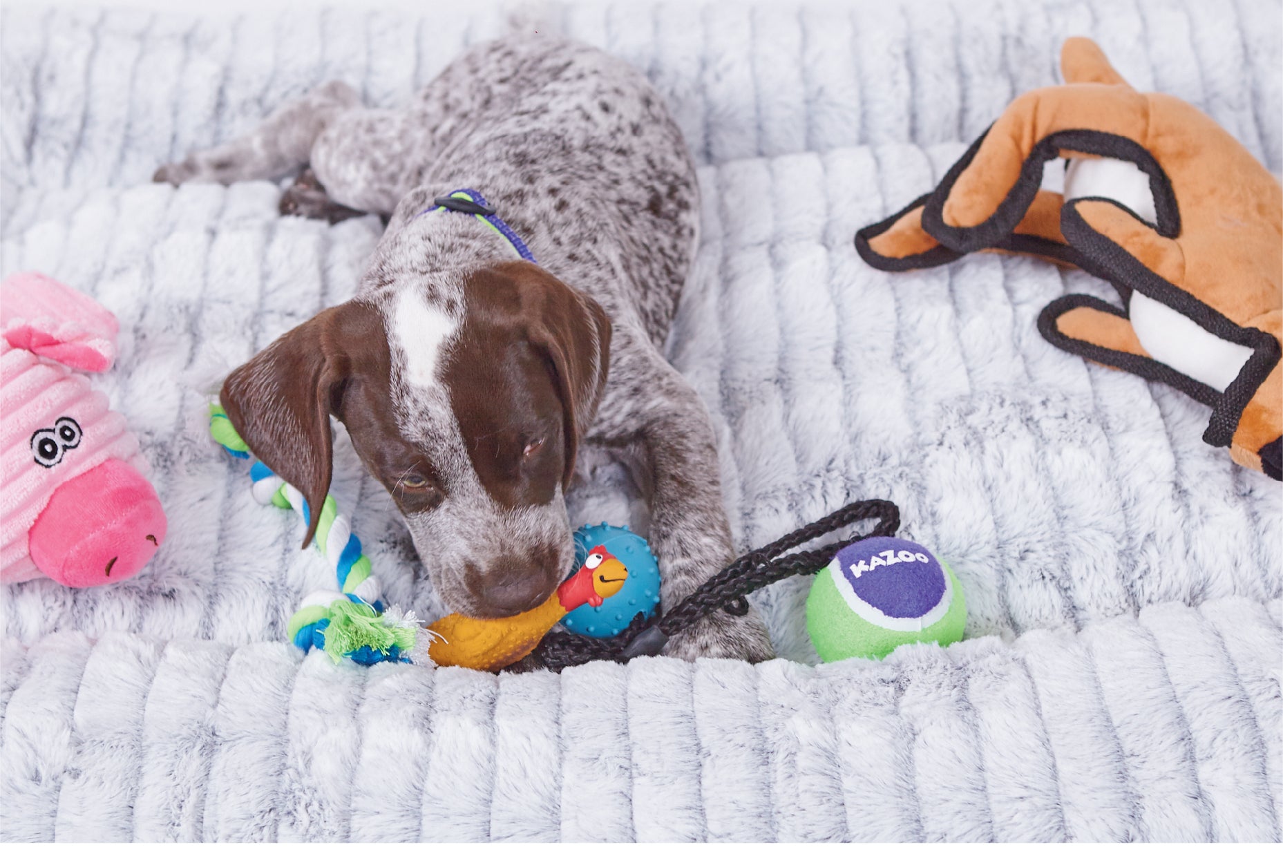 Cute puppy laying on Kazoo dog bed surrounded by puppy toys and chewing a rubber dog toy