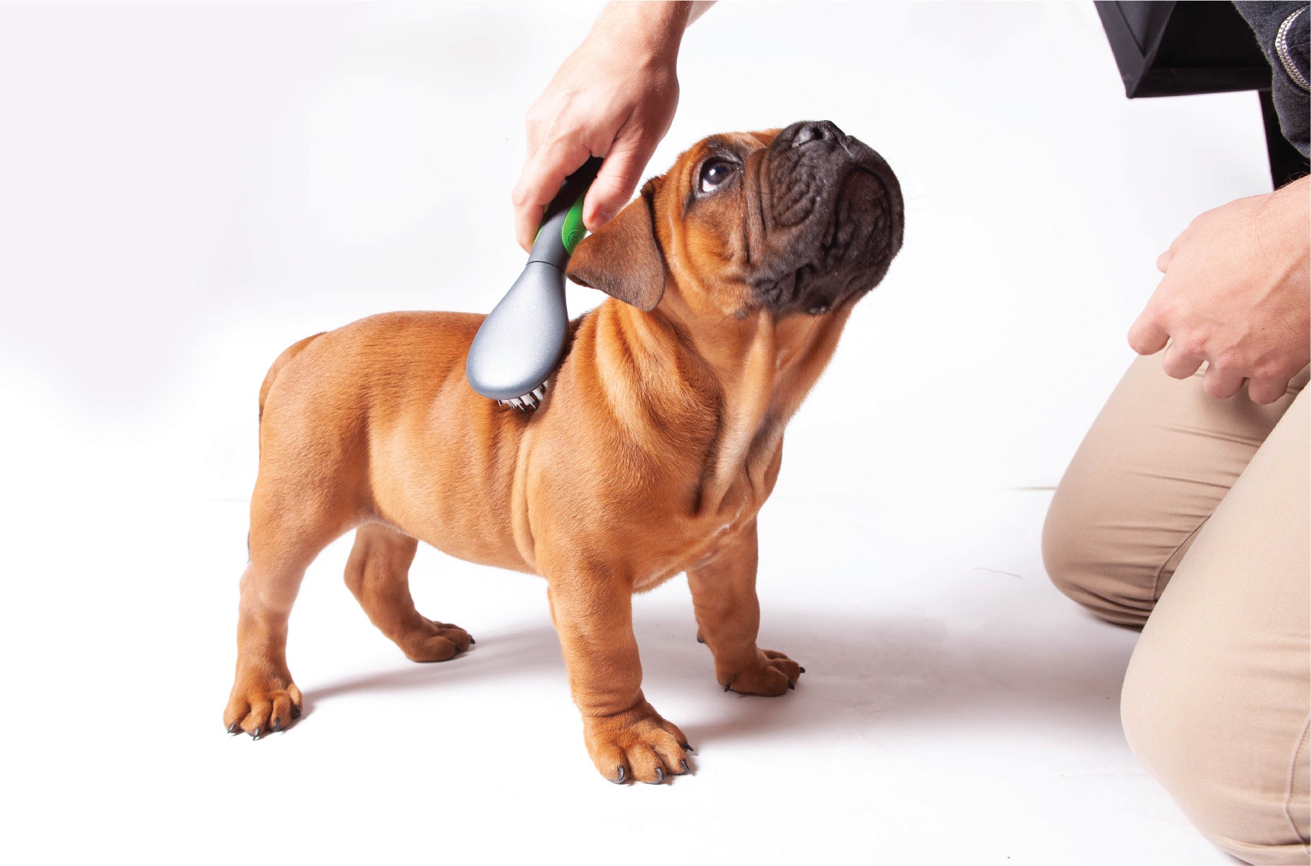 cute aussie bulldog puppy being brushed with a Kazoo puppy brush by owner