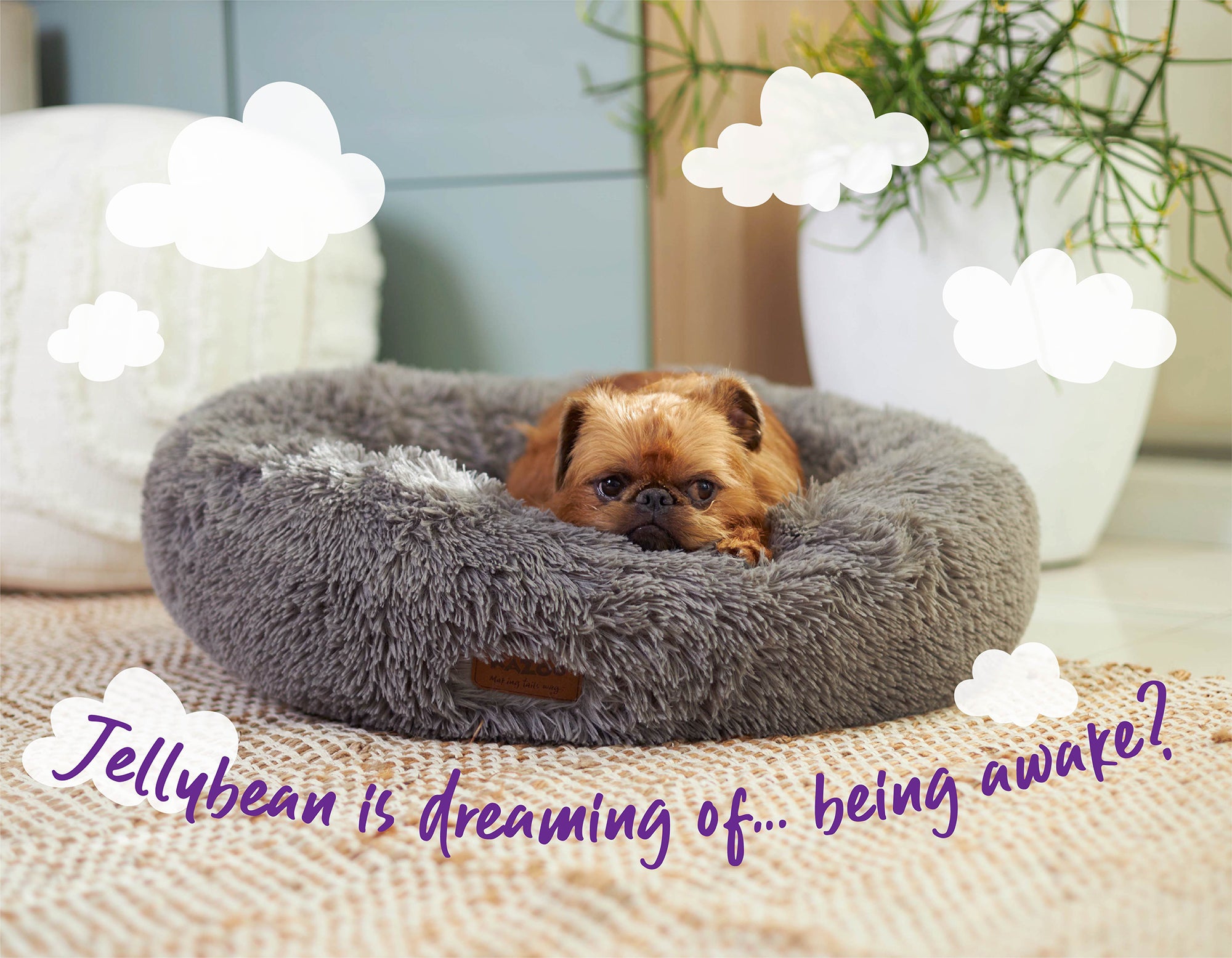 Small Griffon Bruxellois snuggled into a fluffy bed with his head resting on the dog bed. 'Jellybean is dreaming of... being awake?'
