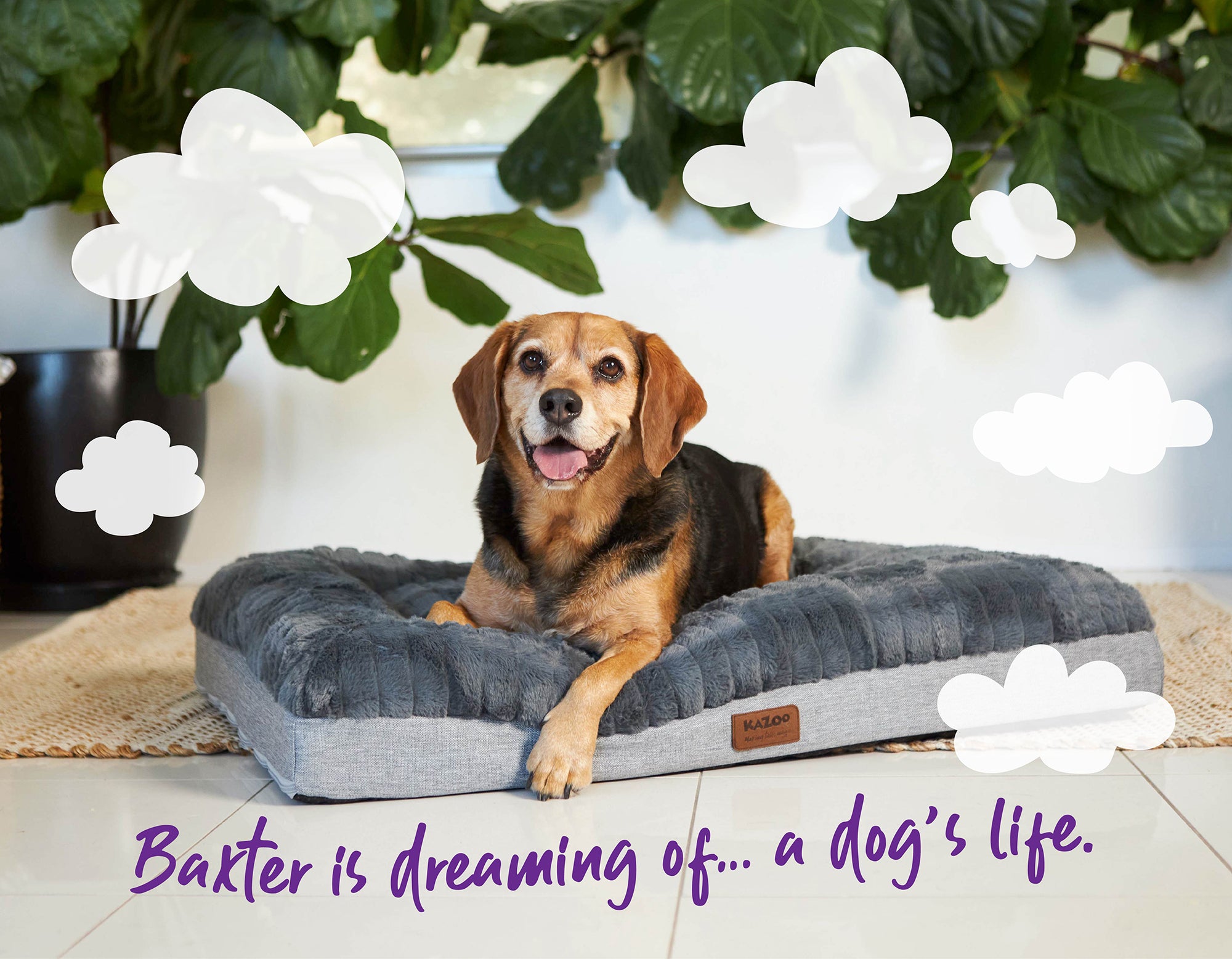 Baxter the dog very happy on his comfy fluffy bed with clouds around him