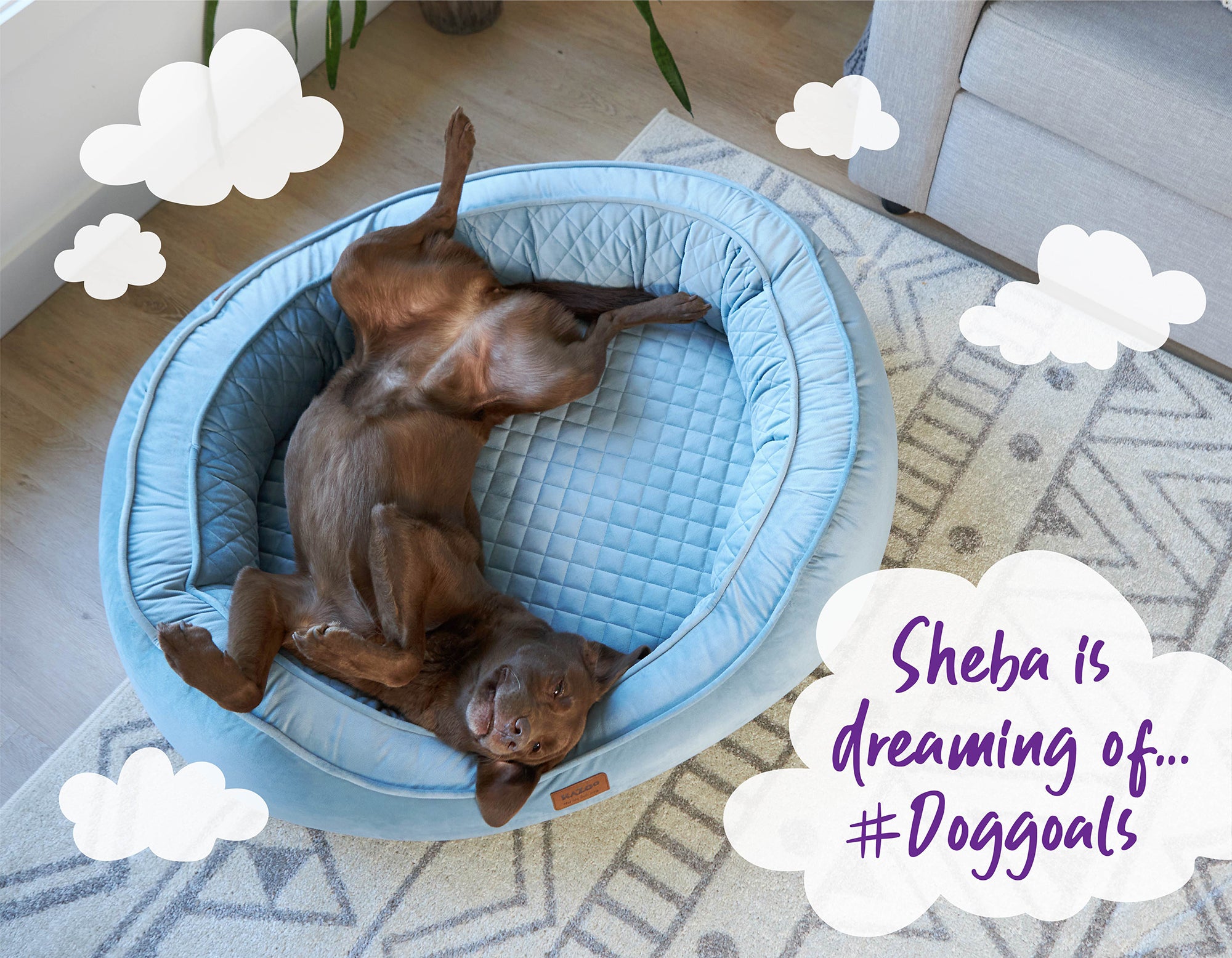 Chocolate labrador sprawled out lying on her back, 'Sheba is a dreaming of #doggoals'